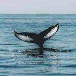 Ethereum Altcoins Whale