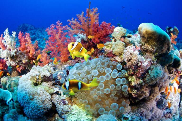 Google looks to AI to help save the coral reefs